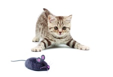 HEXBUG Mouse Cat Toy - Grey