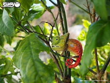 EUGY Chameleon 3D kartonová skládačka - EUGY075_7.jpg