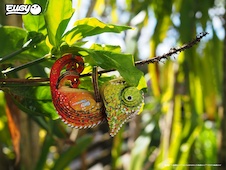 EUGY Chameleon 3D kartonová skládačka - EUGY075_8.jpg
