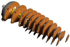 EUGY Vombat 3D kartonová skládačka - EUGY078_4.png