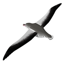 EUGY Albatros královský 3D kartonová skládačka - EUGY097_3.png