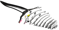 EUGY Albatros královský 3D kartonová skládačka - EUGY097_4.png