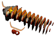 EUGY Kráva skotská 3D kartonová skládačka - EUGY106_4.png
