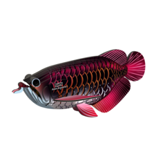 EUGY Arowana asijská 3D kartonová skládačka - EUGY118_2.png