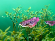 EUGY Arowana asijská 3D kartonová skládačka - EUGY118_7.jpg