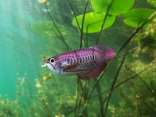 EUGY Arowana asijská 3D kartonová skládačka - EUGY118_8.jpg