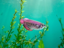 EUGY Arowana asijská 3D kartonová skládačka - EUGY118_9.jpg