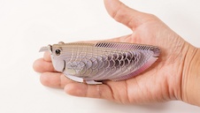 EUGY Arowana stříbrná 3D kartonová skládačka - EUGY124_9.JPG