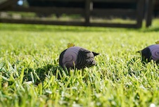 EUGY Pig 3D cardboard model kit